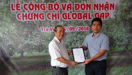 Xoài cát Hoà Lộc của Trà Vinh đạt chuẩn GlobalGAP