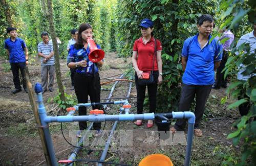 Nhân rộng mô hình tưới tiên tiến cho cây tiêu