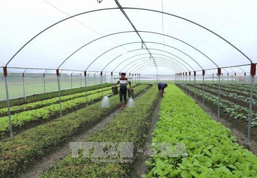 Cả nước có 33% hợp tác xã nông nghiệp hoạt động hiệu quả