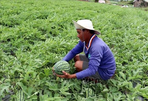 Kỹ thuật trồng dưa hấu vụ Tết