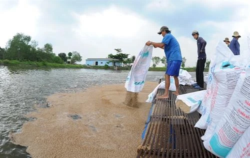 Phòng bệnh cho cá trong thời điểm giao mùa