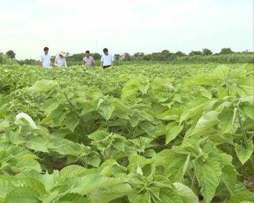 Trồng cây gai xanh giúp nông dân miền núi Cẩm Thủy thoát nghèo