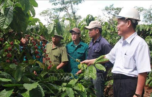 Phát triển kinh tế trang trại ở Đắk Lắk gặp nhiều khó khăn