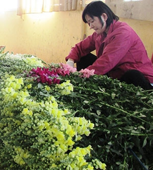 Khi mõm sói "nằm kề" hạt ngọc