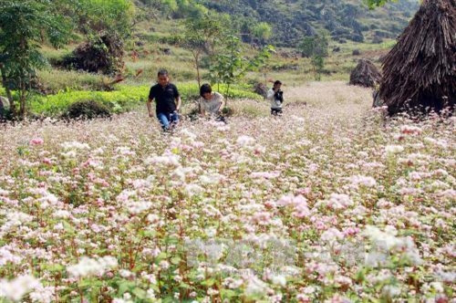 Du khách " đổ xô" lên Hà Giang xem hoa tam giác mạch