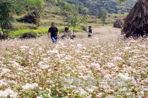 Du khách " đổ xô" lên Hà Giang xem hoa tam giác mạch