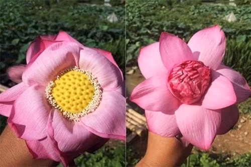 Cách phân biệt hoa sen với hoa quỳ