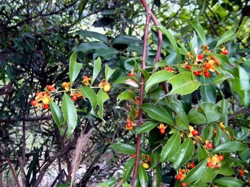 Kỹ thuật trồng cây xạ đen cho hiệu quả kinh tế cao