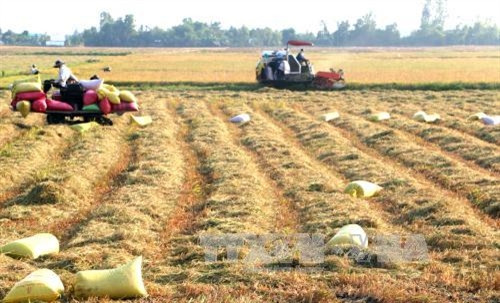 Nông dân Hậu Giang trúng mùa, trúng giá lúa Đông Xuân đầu vụ