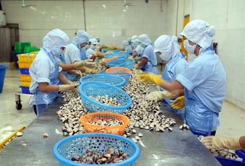 Thái Bình phát triển nghề nuôi ngao ven biển