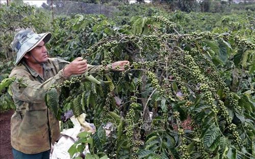 Khởi sắc ở vùng đồng bào dân tộc thiểu số tại Lâm Đồng