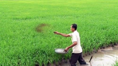 Trồng lúa hữu cơ sinh học cho hiệu quả cao