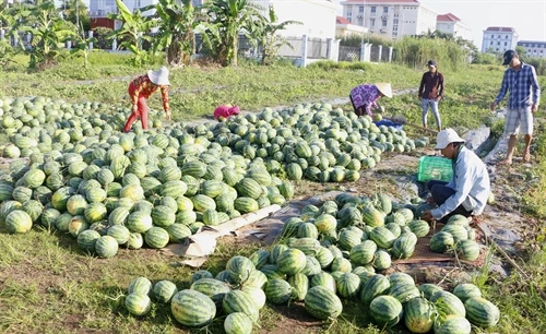 Hậu Giang trồng dưa hấu cho lãi 150 triệu đồng/ha