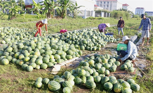 Hậu Giang trồng dưa hấu cho lãi 150 triệu đồng/ha