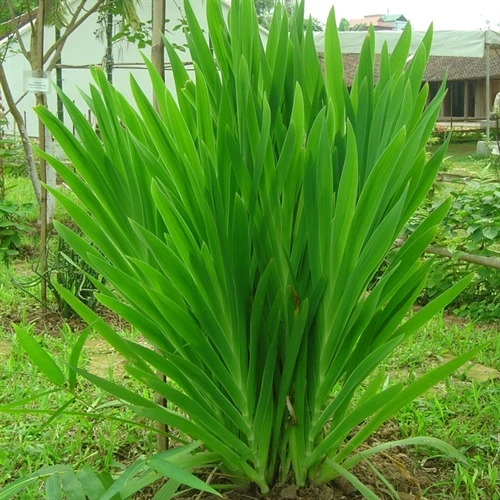 Công dụng của cây rẻ quạt