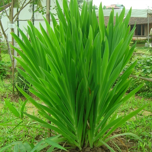 Công dụng của cây rẻ quạt