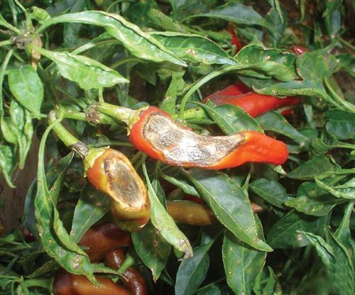 Phòng trừ bệnh thán thư hại ớt