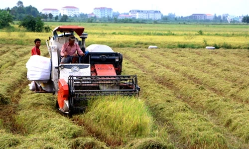 An ninh lương thực vẫn đảm bảo