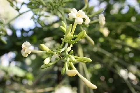 5 công dụng chữa bệnh không ngờ từ hoa đu đủ đực