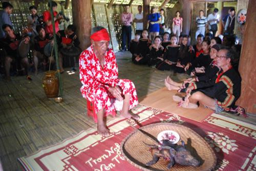 Con heo trong nghi lễ - lễ hội của đồng bào Ê-đê, M'nông