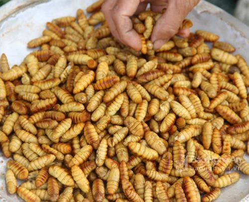 Tằm - đặc sản hút khách ở một làng nghề xứ Nghệ