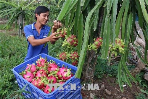 Chương trình mỗi xã một sản phẩm đưa thanh long ruột đỏ huyện Kon Rẫy vươn tầm