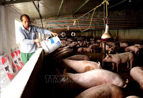 Triển khai các giải pháp tái đàn sau dịch tả lợn châu Phi