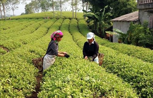 Tuyên Quang “chuyển mình” sau 10 năm xây dựng nông thôn mới