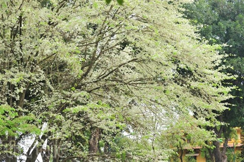 Hẹn gặp lại, sắc trắng hoa sưa
