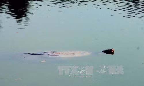 Xác Rùa Hồ Gươm sẽ được đưa vào Bảo tàng