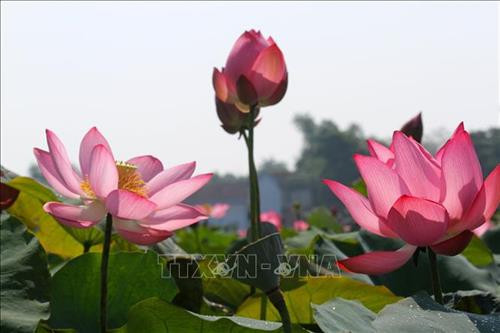 Sen hồng bung sắc giữa nắng gió Quảng Trị