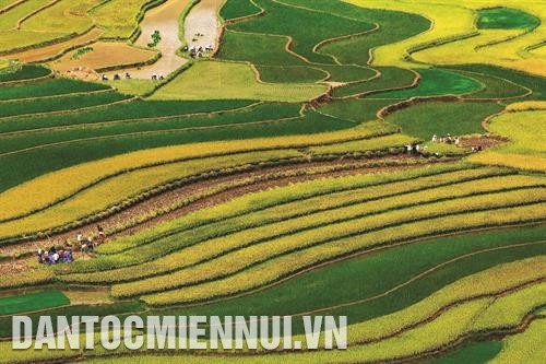 Mùa vàng ở Mù Cang Chải