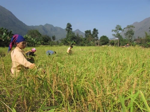 Xây dựng thương hiệu gạo nếp hương Bảo Lạc