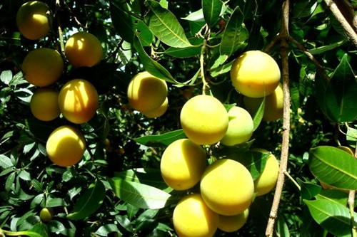 Quả thanh trà giải nhiệt ngày hè