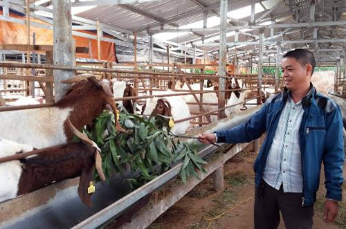 Anh Phạm Văn Hưng thu chục tỷ mỗi năm nhờ nuôi dê ngoại