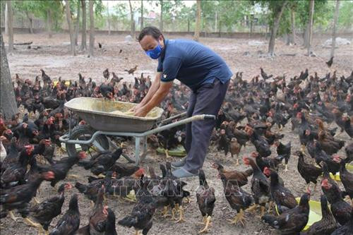 Ông Nguyễn Minh Lý nuôi gà ta thả vườn bằng thảo dược có hiệu quả cao 