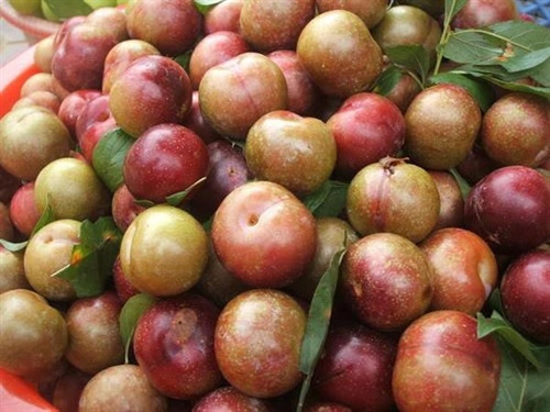 Mận hậu Sơn La - đậm đà hương vị núi rừng