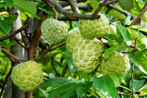 Na dai Mai Sơn