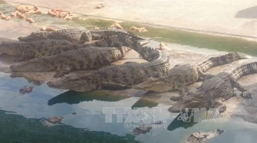 Phòng và trị bệnh cho cá sấu