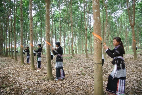 Cây cao su phát triển trên đất Lai Châu