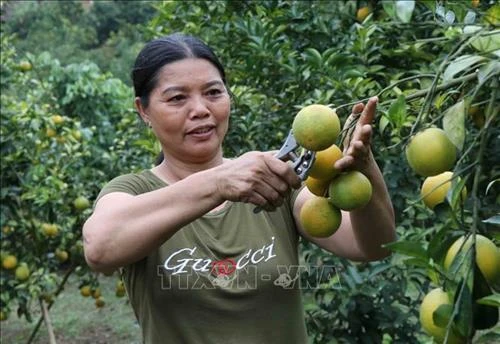 Phát triển cây cam trên vùng đất dốc ở huyện miền núi Phù Yên