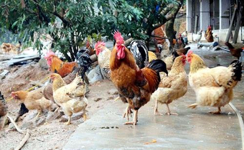 Quảng Ninh: Lần đầu tiên sẽ tổ chức lễ hội ẩm thực sản phẩm OCOP - gà Tiên Yên 