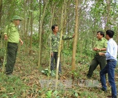 Trồng rừng gắn với kinh tế trang trại cho hiệu quả kinh tế cao