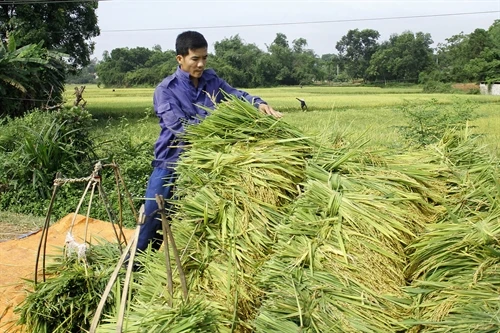 Dự án giảm nghèo bền vững - động lực phát triển kinh tế xã hội vùng cao Sơn Tây, Quảng Ngãi
