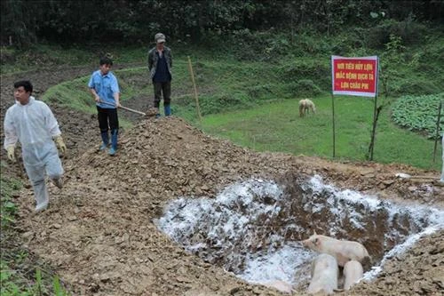 Đồng loạt các giải pháp khống chế dịch tả lợn châu Phi