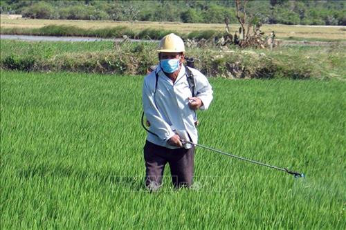 Thanh Hóa phòng trừ sâu bệnh gây hại cho lúa