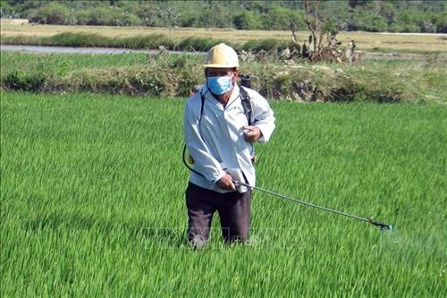 Thanh Hóa phòng trừ sâu bệnh gây hại cho lúa