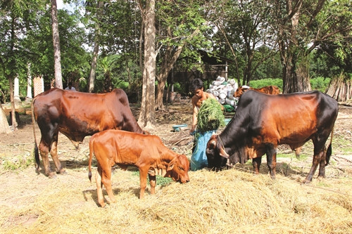 Tây Ninh phát triển đàn bò thương phẩm