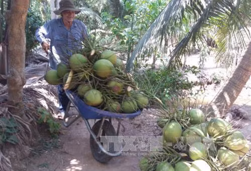 Công bố chỉ dẫn địa lý “Bến Tre” cho dừa tươi uống nước xiêm xanh và bưởi da xanh