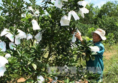 Ứng dụng công nghệ cao trong trồng cam ở Nghệ An